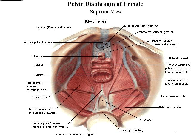 The Pelvic Diaphragm | spirittrail